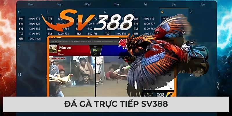 Đá Gà Trực Tiếp Sv388: Tận Hưởng Cuộc Vui Đỉnh Cao Mỗi Ngày
