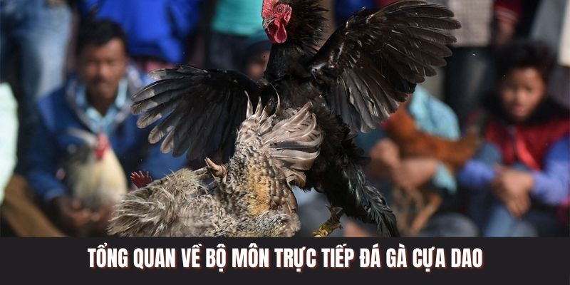 Tổng quan về bộ môn trực tiếp đá gà cựa dao