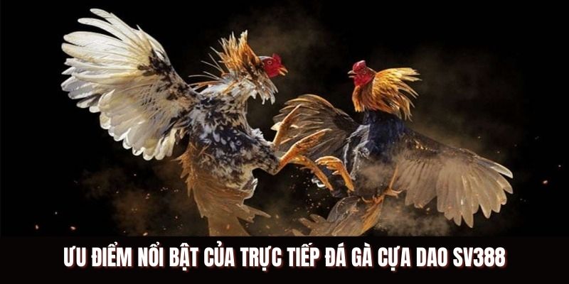 Ưu điểm nổi bật của trực tiếp đá gà cựa dao SV388
